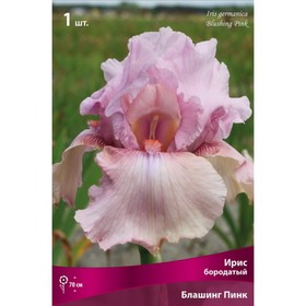 Ирис бородатый «Блашинг Пинк», 1 шт., р-р I, Осень 2025
