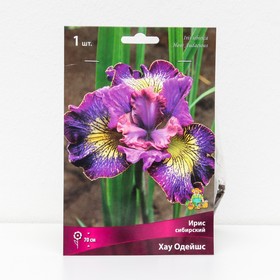 Ирис сибирский «Хау Одейшс », 1 шт., р-р I, Осень 2025