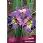 Ирис сибирский «Хау Одейшс », 1 шт., р-р I, Осень 2025 - Фото 3