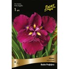 Ирис японский "Вайн Раффлз", 1 шт, р-р I, Весна 2025 9582220 - фото 4337143