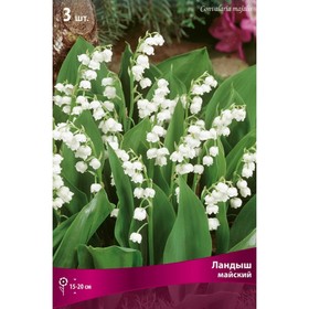 Ландыш майский, р-р I, 3 шт., Осень 2025