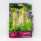 Люпин многолистный "Ноублмейден ", 1 шт, р-р I, Весна 2025 - Фото 1