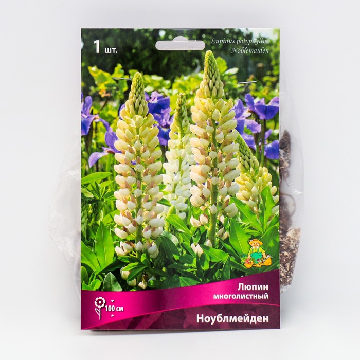 Люпин многолистный "Ноублмейден ", 1 шт, р-р I, Весна 2025 - Фото 1