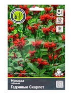 Монарда гибридная Гадэнвью Скарлет 1 шт., р-р l, Весна 2026 - Фото 1