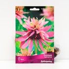 Эхинацея пурпурная «Даблдекер», 1 шт., р-р I - Фото 1