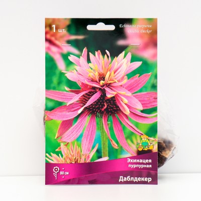 Эхинацея пурпурная «Даблдекер», 1 шт., р-р I