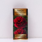 Пионы молочноцветковые и гибриды "Ол Фейтфул", 1 шт, р-р 2-3., Весна 2025 9582271 - фото 4434480