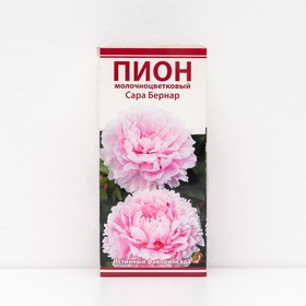 Пионы молочноцветковые и гибриды "Сара Бернар ", 1 шт, р-р 2-3, Весна 2025 9582274