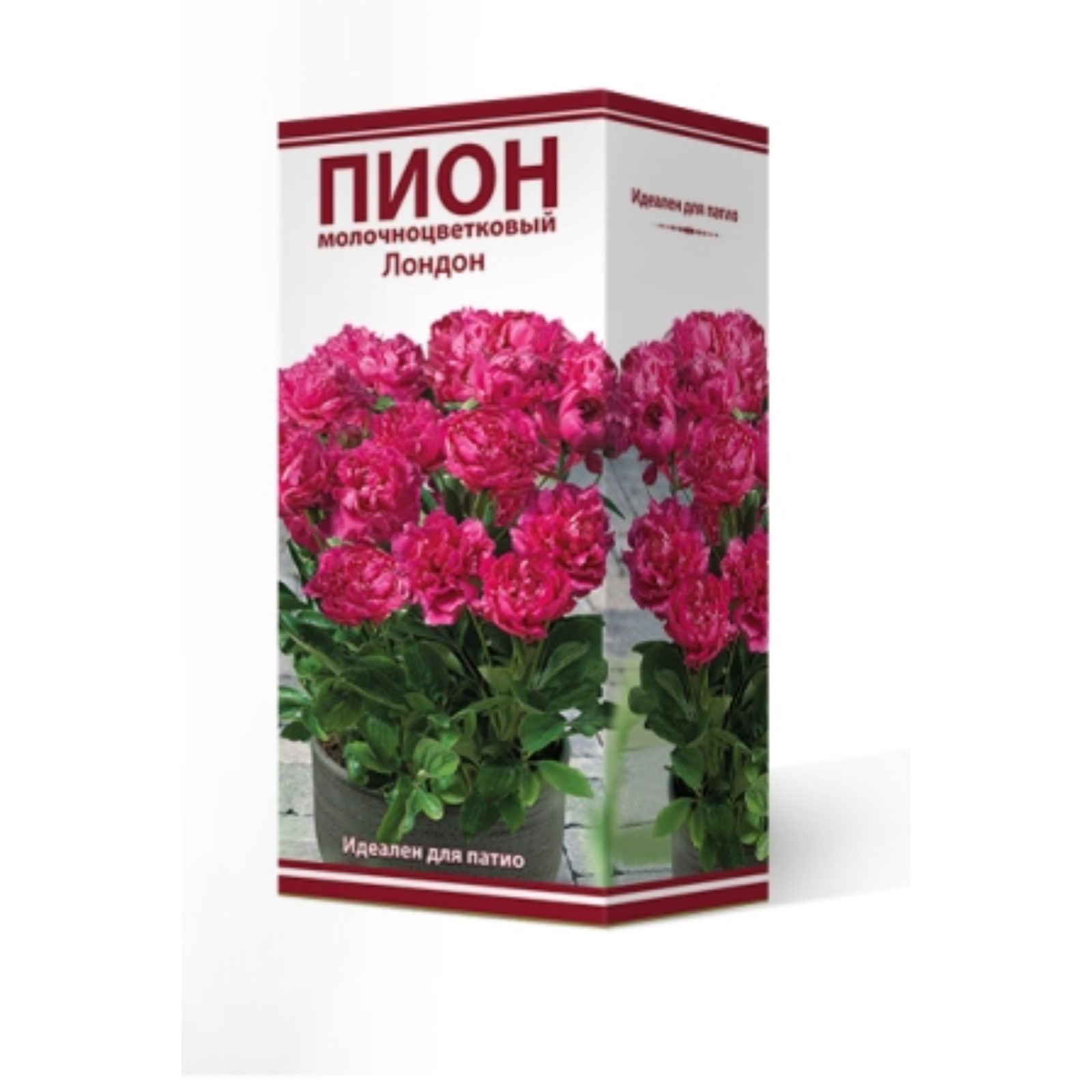 Пион Patio London ( Лондон