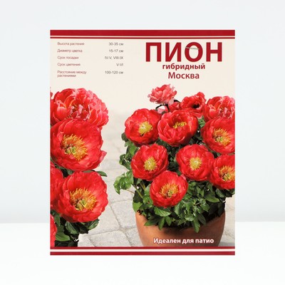 Пионы для "ПАТИО" "Москва", 1 шт, р-р 2-3, Весна 2024
