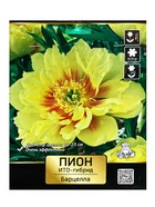 Пионы ИТО-гибриды "Барцелла", 1 шт, р-р 2-3, Весна 2025 9582282 - фото 4434487