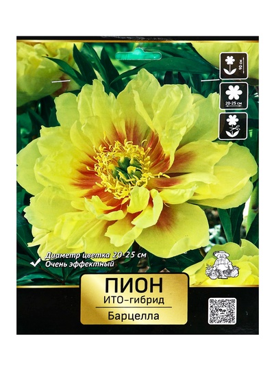 Клубни Пионы ИТО-гибриды «Барцелла», 1 шт., р-р 2-3