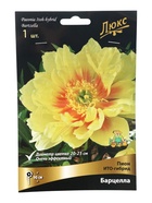 Клубни Пионы ИТО-гибриды Барцелла 1 шт., р-р 2-3, Весна 2026 - Фото 4