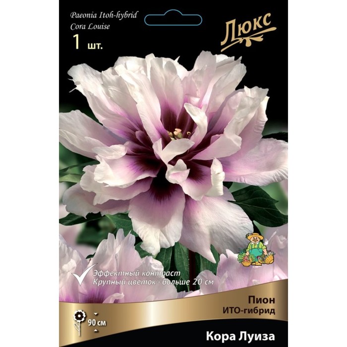 Пионы ИТО-гибриды "Кора Луиза", 1 шт, р-р 2-3, Весна 2023 - Фото 1