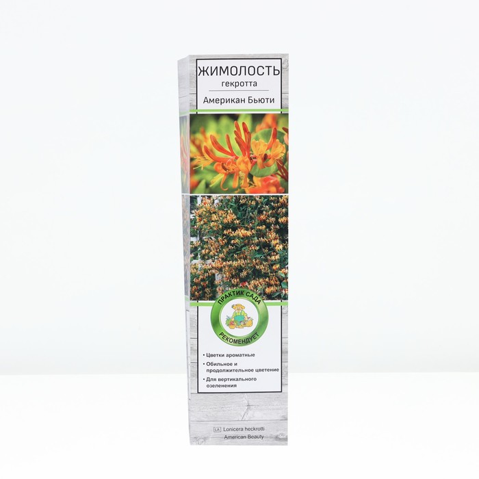 Жимолость Гекротта Американ Бьюти 1 шт., туба, Весна 2026 - Фото 1