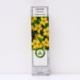 Керрия японская "Голден Гуинеа", 1 шт, туба, Весна 2024 9581489