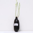 Керрия японская "Голден Гуинеа", 1 шт, туба, Весна 2024 9581489 - фото 8293358