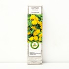 Керрия японская "Пленифлора", 1 шт, туба, Весна 2024 9581490 - фото 8293359