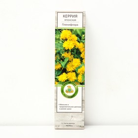 Керрия японская "Пленифлора", 1 шт, туба, Весна 2024 9581490