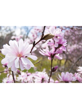 Магнолия звездчатая Люкс "Розеа", 1 шт, туба, Весна 2025 9581506