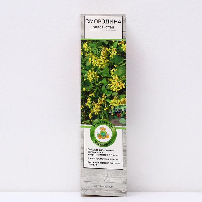 Смородина золотистая 1 шт. туба, Весна 2026