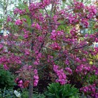 Яблоня декоративная "Рудольф ", 1 шт, туба, Весна 2024 9581561 - фото 8293368