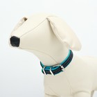 Ошейник кожаный с подкладом "Фетр", 1,6 см, ОШ 20-28 см, чёрный/голубой - фото 24478445