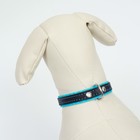 Ошейник кожаный с подкладом "Фетр", 1,6 см, ОШ 20-28 см, чёрный/голубой - фото 24478452