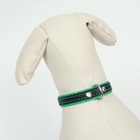 Ошейник кожаный с подкладом "Фетр", 1,6 см, ОШ 20-28 см, чёрный/зелёный - фото 23650926