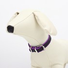 Ошейник кожаный с подкладом "Фетр", 1,6 см, ОШ 20-28 см, чёрный/фиолетовый - фото 24609400