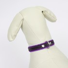 Ошейник кожаный с подкладом "Фетр", 1,6 см, ОШ 20-28 см, чёрный/фиолетовый - фото 24609407