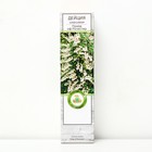 Дейция шершавая "Прайд оф Рочестер", 1 шт, туба, Весна 2025 9581453 - фото 8293374