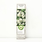 Жасмин садовый (Чубушник) "Алебастр", 1 шт, туба, Весна 2024 9581459 - фото 8293377