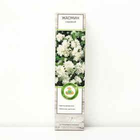 Жасмин садовый (Чубушник) "Алебастр", 1 шт, туба, Весна 2024 9581459