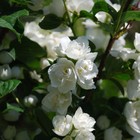 Жасмин садовый (Чубушник) "Алебастр", 1 шт, туба, Весна 2024 9581459 - фото 8293379