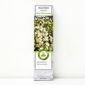 Жасмин садовый (Чубушник) "Балет Мотыльков", 1 шт, туба, Весна 2024 9581461