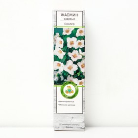 Жасмин садовый (Чубушник) "Боклер", 1 шт, туба, Весна 2024 9581462