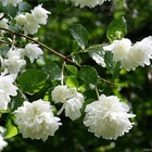 Жасмин садовый (Чубушник) "Розас", туба, 1 шт, Весна 2024 9581473 - фото 8293395