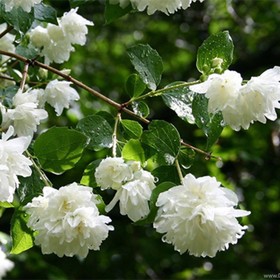 Жасмин садовый (Чубушник) "Розас", туба, 1 шт, Весна 2024 9581473