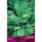 Папоротники "Страусник обыкновенный", 1 шт, р-р I, Весна 2025 9582246 - фото 4337286