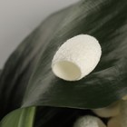 Набор спонжей для пилинга из тутового шелкопряда, 20 шт, цвет белый - Фото 4