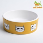 Миска «Опасные коты», 230 мл, 12.5×4.5 cм, керамика, белая, оранжевая - Фото 2