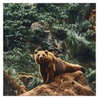 Картина на деревянном подрамнике "Медведь", 30*30 см. - фото 10383873