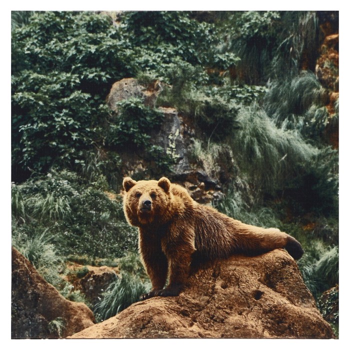 Картина на деревянном подрамнике "Медведь", 30*30 см.