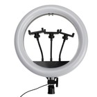 Кольцевая лампа Ritmix RRL-360, 36 см, USB, 3 цвета, 192 светодиода, пульт, держатель - фото 319379808