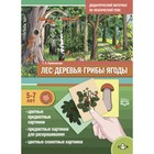 Лес, деревья, грибы, ягоды 5-7 лет. Куликовская Т.А. - фото 109930120