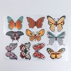 Наклейка без липкого слоя интерьерная цветная "Музей бабочек" 25х35 см МИКС - Фото 4