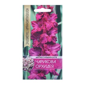 Клубнепочка гладиолуса Чарикова Орхидея (ярко-розовый), 5 шт.