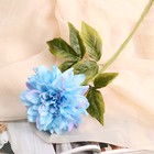 Цветы искусственные "Георгин Пигми" 11х60 см, голубой - фото 319402611