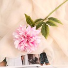 Цветы искусственные "Георгин Пигми" 11х60 см, бело-малиновый - фото 10930134